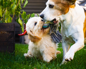 Collection image for: Para Perros