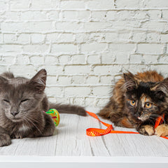 Collection image for: Cat toys