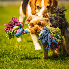 Collection image for: Para paseos