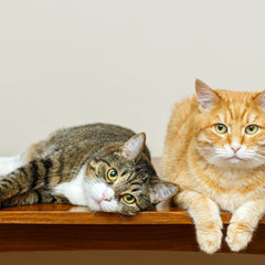 Collection image for: Para Gatos