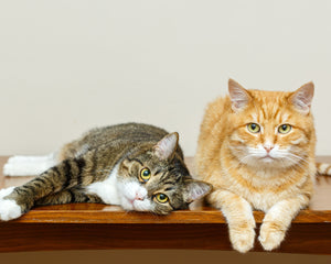 Collection image for: Para Gatos