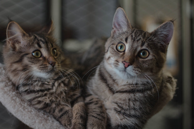 Banner image for: <h2>Momentos de diversión</h2>