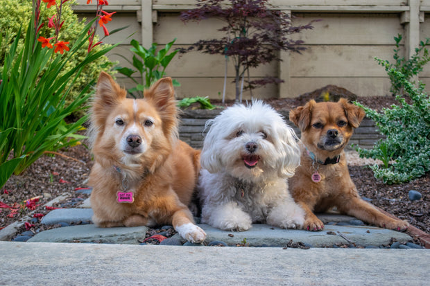 Banner image for: <h2>Hora del paseo</h2>